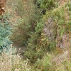 Plants: image 62 Of 131 Thumb